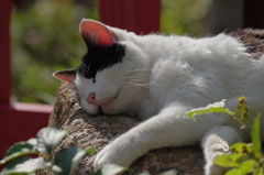 通りすがりの猫in伏見稲荷2