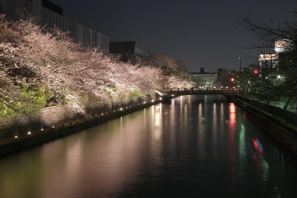 岡崎公園の夜桜