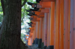 伏見稲荷　千本鳥居脇