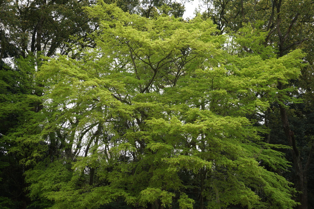 新緑in京都府立植物園
