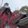 下鴨神社 光琳の梅2