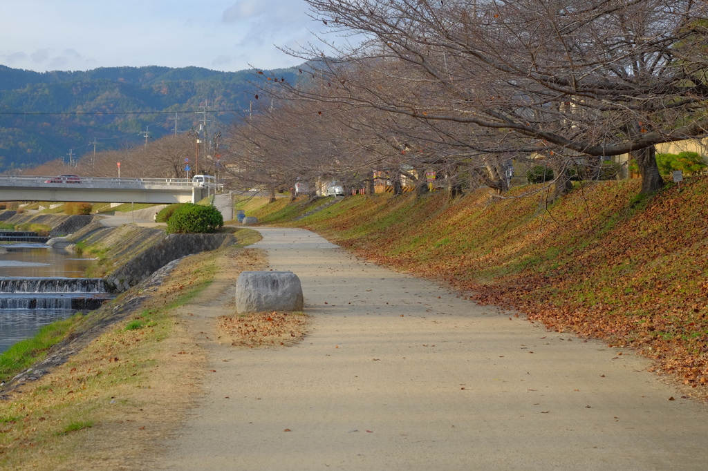 苦し紛れの上賀茂1