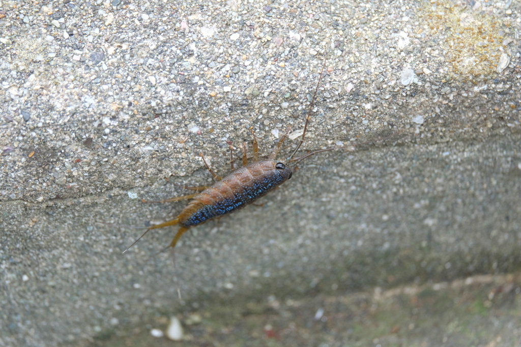 閲覧注意!!通りすがりのフナムシ