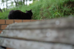 通りすがりの黒猫3