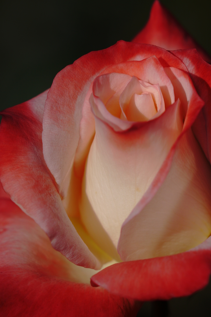 君は薔薇より美しい