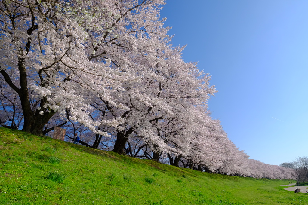 京都府八幡市背割堤の桜２