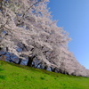 京都府八幡市背割堤の桜２