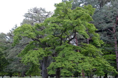 京都御苑の巨木