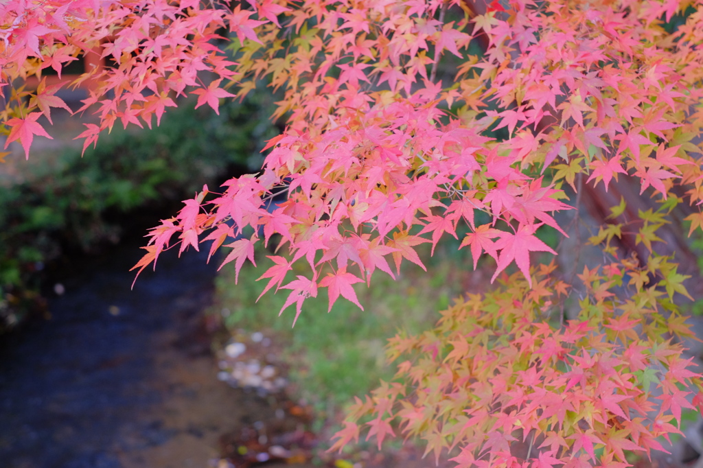 苦し紛れの紅葉4