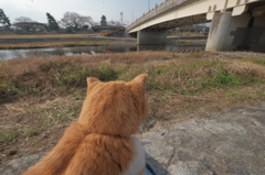 茶白さんの猫目線in賀茂川