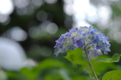 紫陽花と木漏れ日