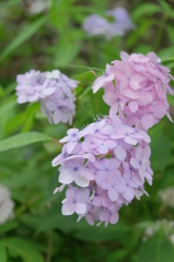 アジサイ･紫陽花