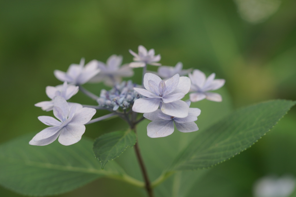 まだまだイケるで紫陽花も(^^♪