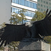 白頭鷲in久屋大通公園