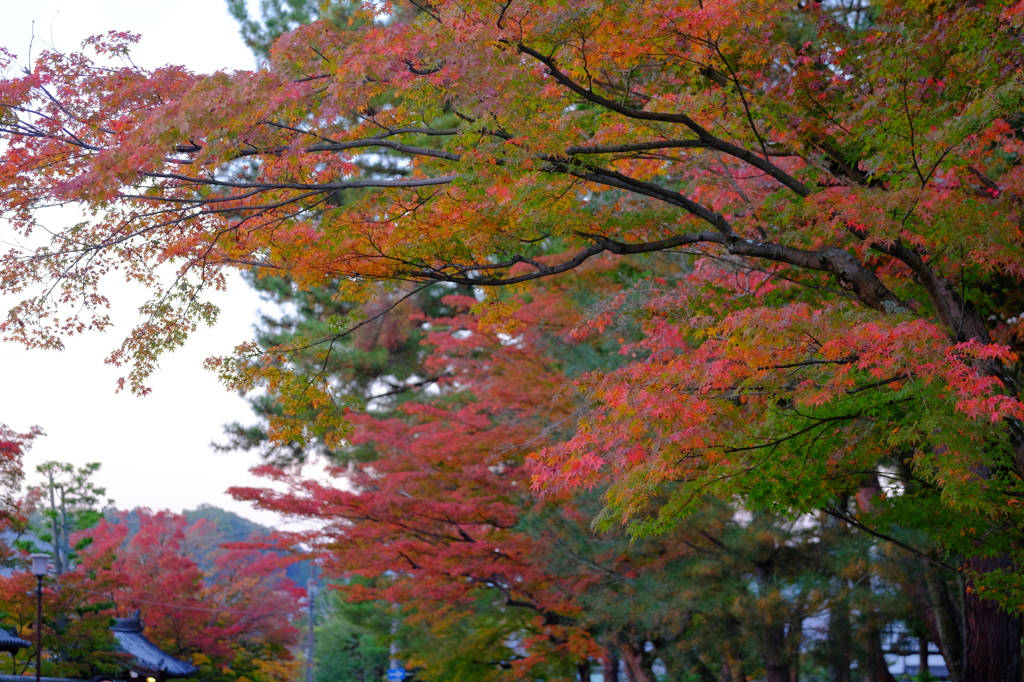 嗚呼、今年の紅葉は赤くない・・・(ーー;)