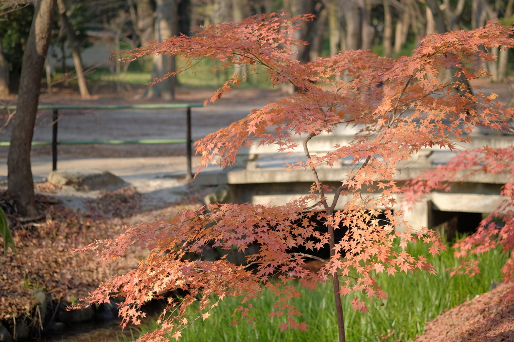 師走の糺の森