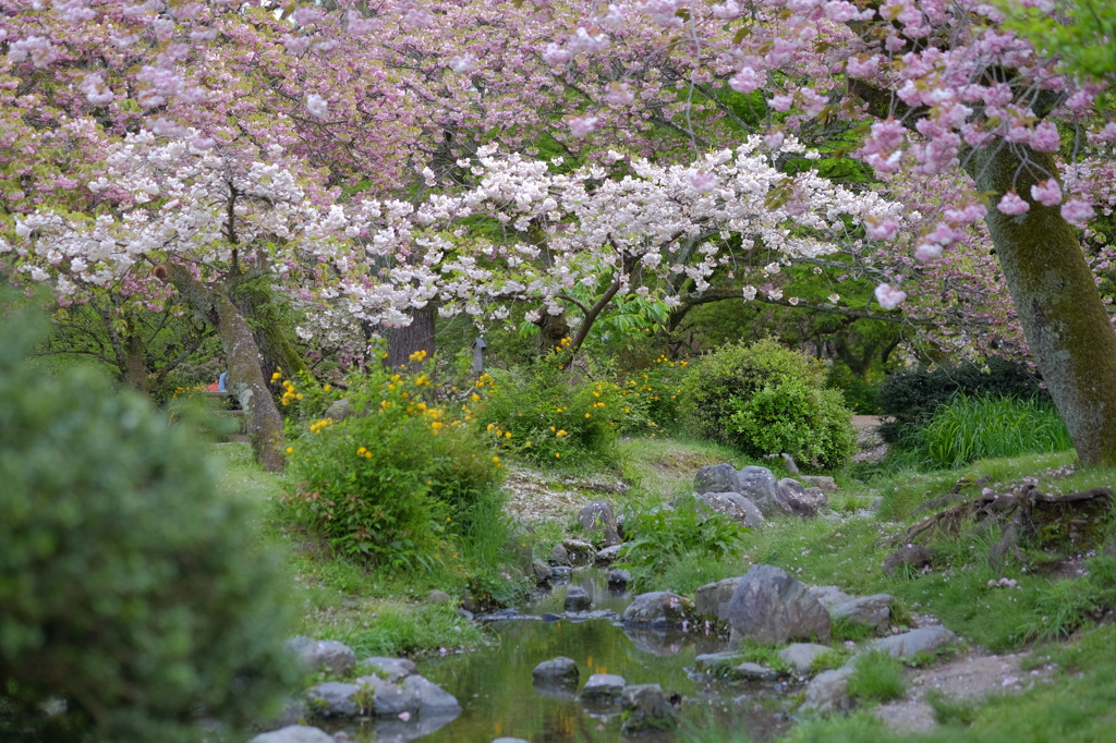 春うらら出水の小川に八重桜