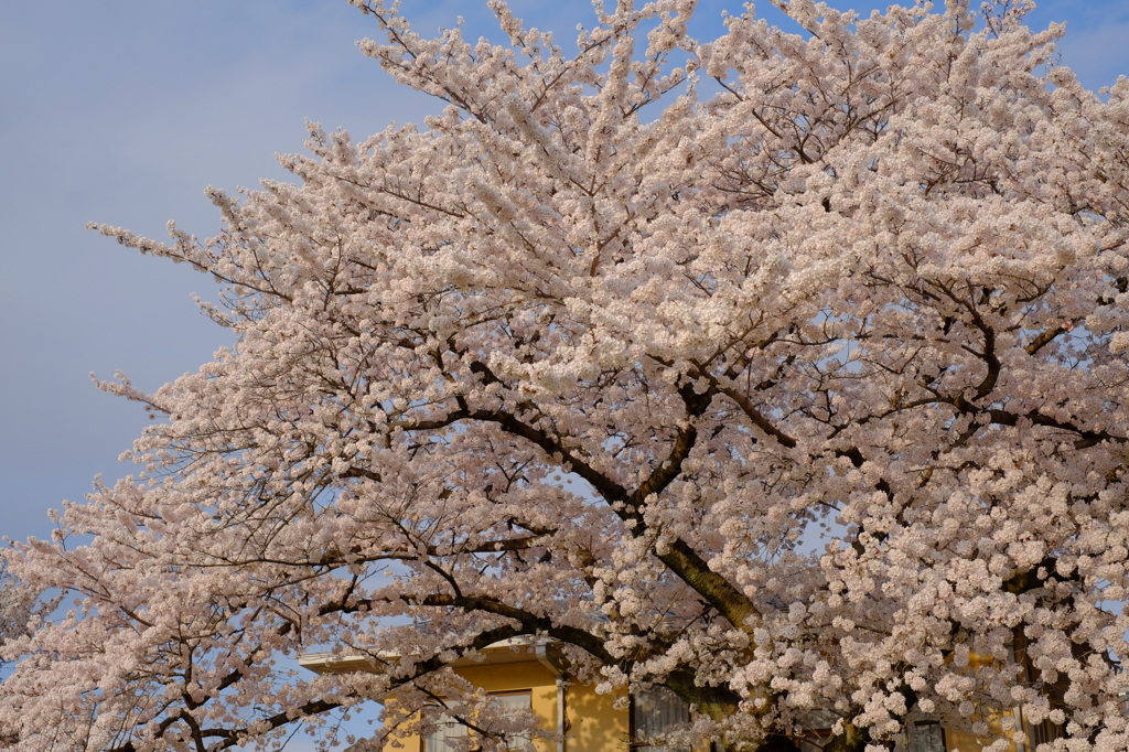自分の見た中で最も樹勢の強そうだった桜