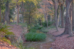 糺の森　奈良の小川