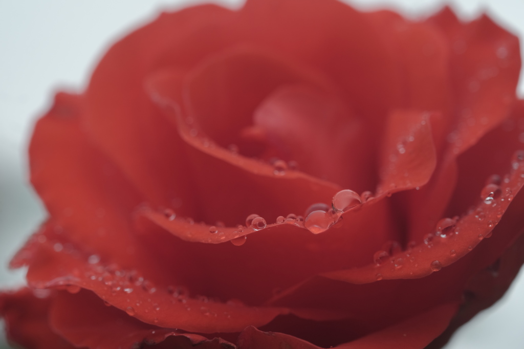 Rainy Rose