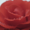 Rainy Rose