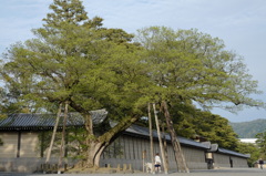 京都御苑　清水谷家の椋