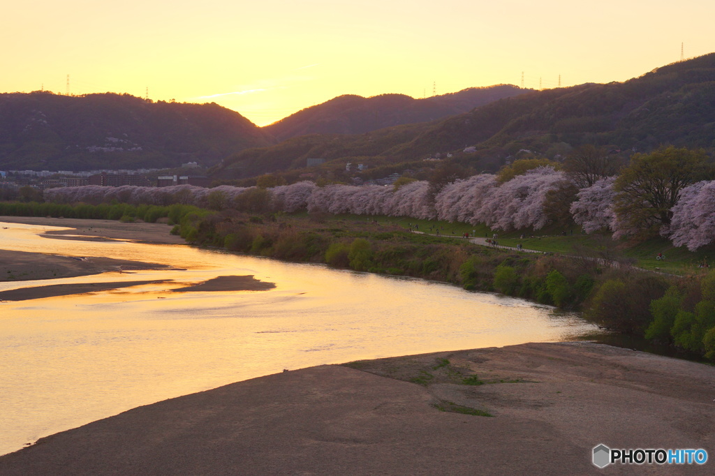 京都八幡背割堤の夕景