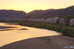 京都八幡背割堤の夕景