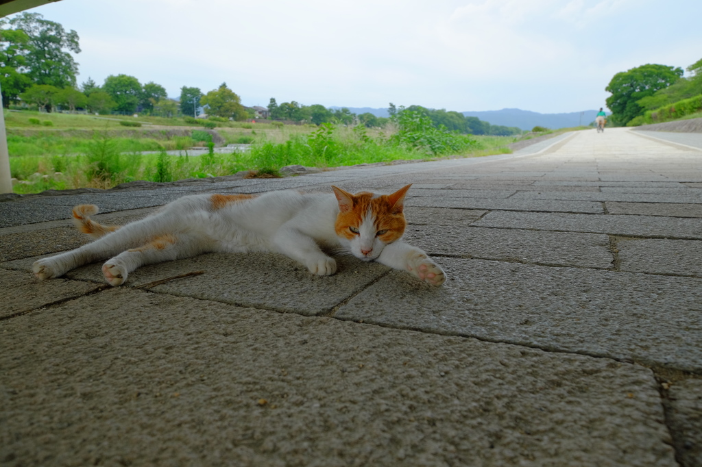 通りすがりの猫２-1(ふてぶてしい奴)
