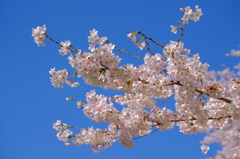 京都府八幡市背割堤の桜4
