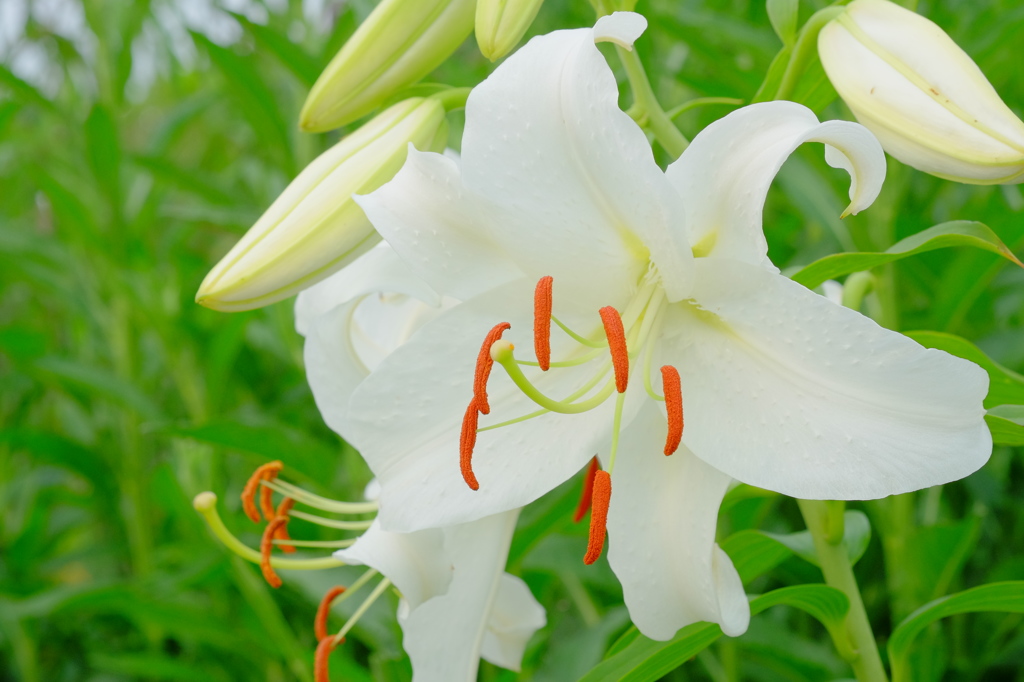 すべての美しい花の画像 最高のゆり と カサブランカ の 違い