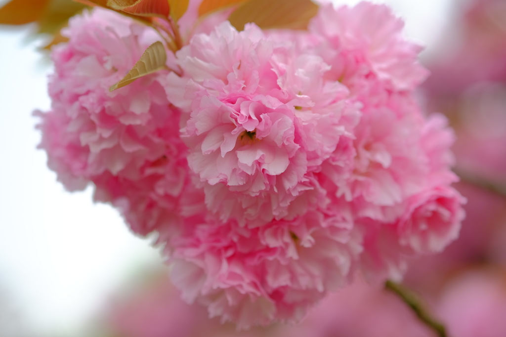 間に合った春の御苑に里桜