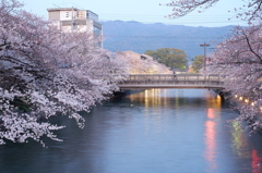 琵琶湖疏水の夕桜