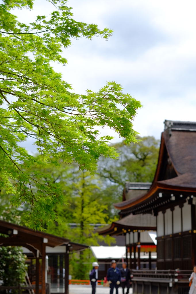 新緑を今日も求めて京都まで(^^♪