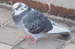 通りすがりの鳩inJR大阪駅