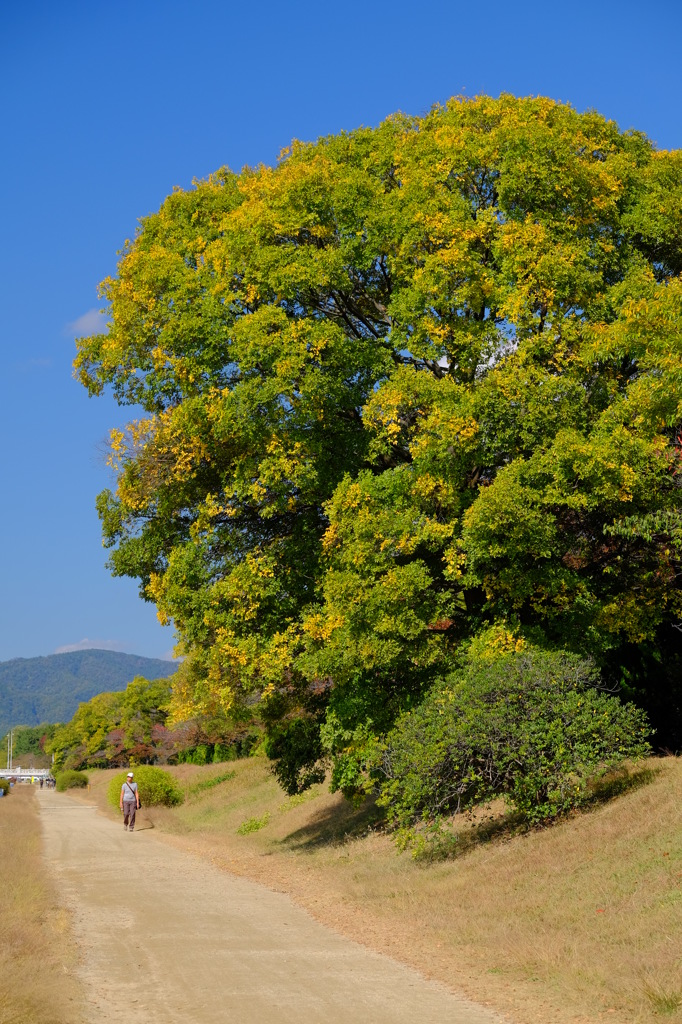 秋晴れに紅葉待ちわぶ賀茂の道