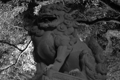 八坂神社 狛犬(旧)右