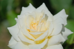 薔薇(白)2