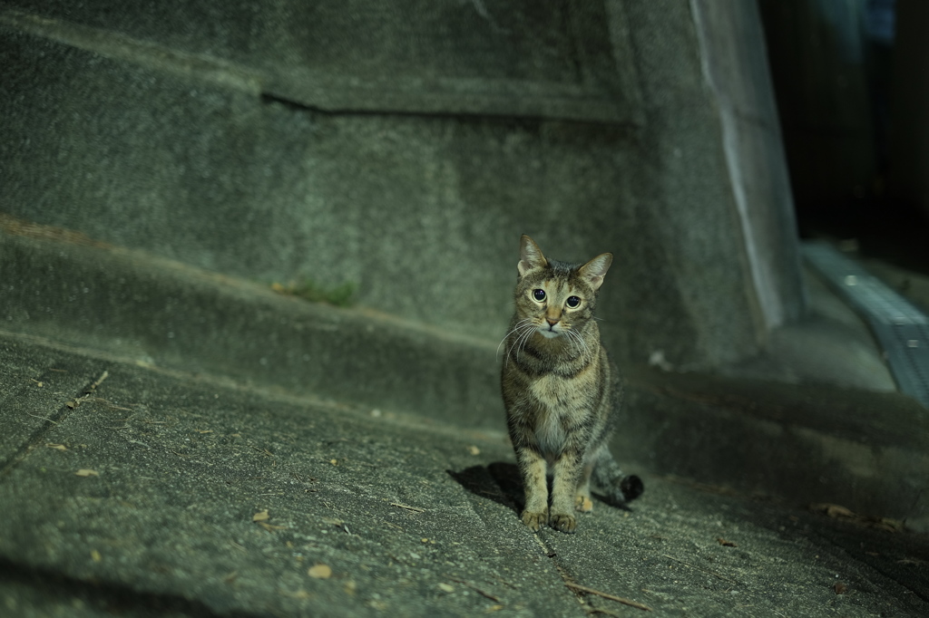 寂しげな猫、一匹