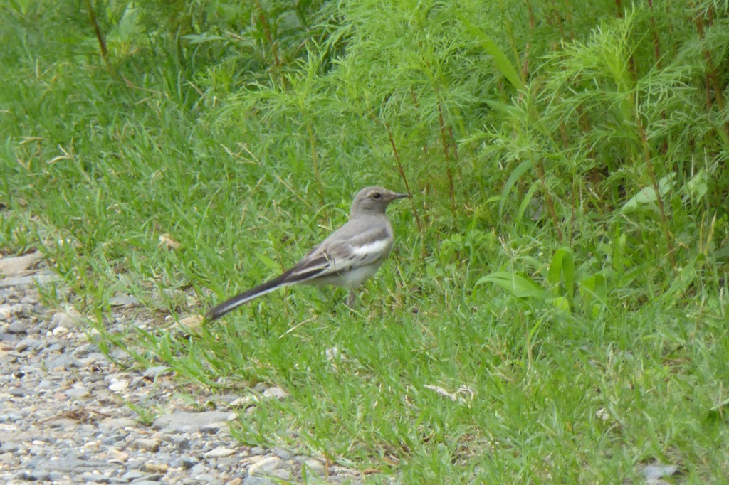 ハクセキレイ(白鶺鴒)幼鳥