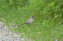 ハクセキレイ(白鶺鴒)幼鳥