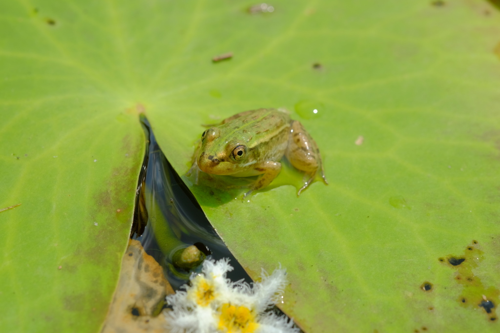 カエル(蛙)