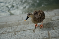 通りすがりのカルガモ