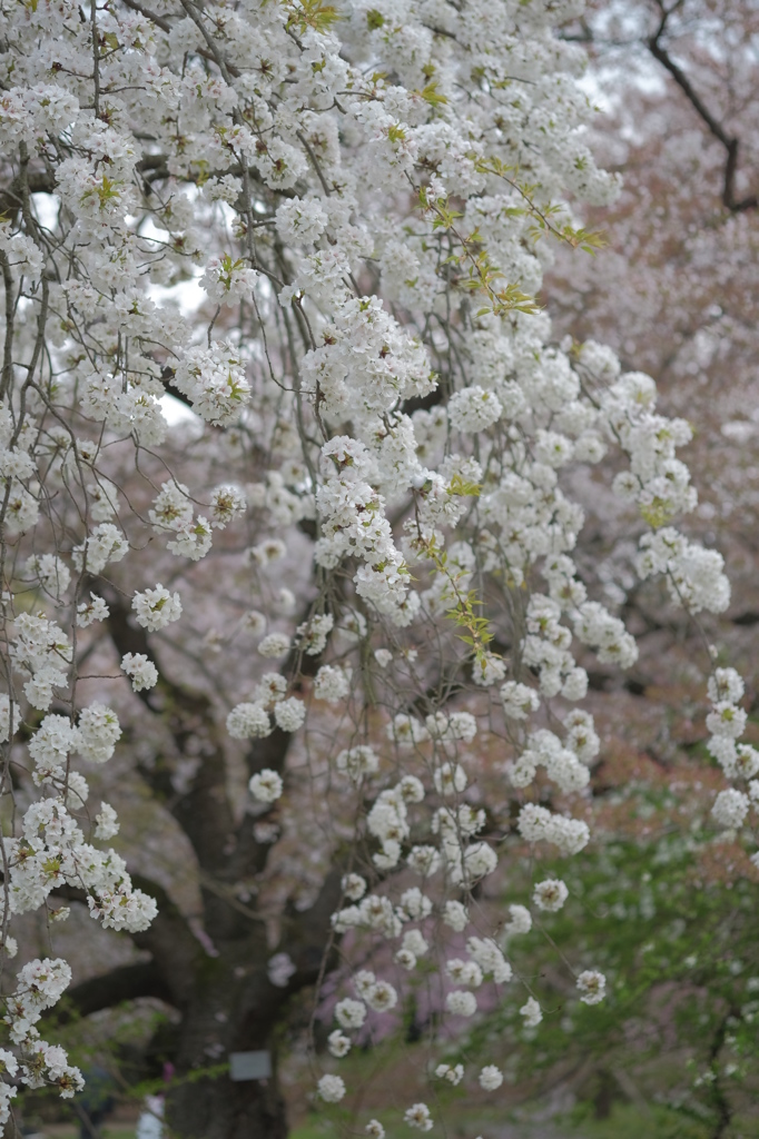 吉野枝垂れ桜(京都府立植物園)