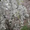 吉野枝垂れ桜(京都府立植物園)