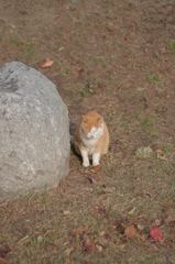 帰って来た通りすがりの猫(あ～っ寒っ!)