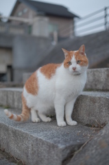 猫は日暮れに何を見る②