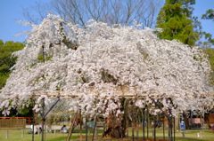 上賀茂神社　斎王桜