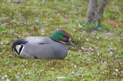 シベリアへ帰る気のない渡り鳥、ヨシガモさん