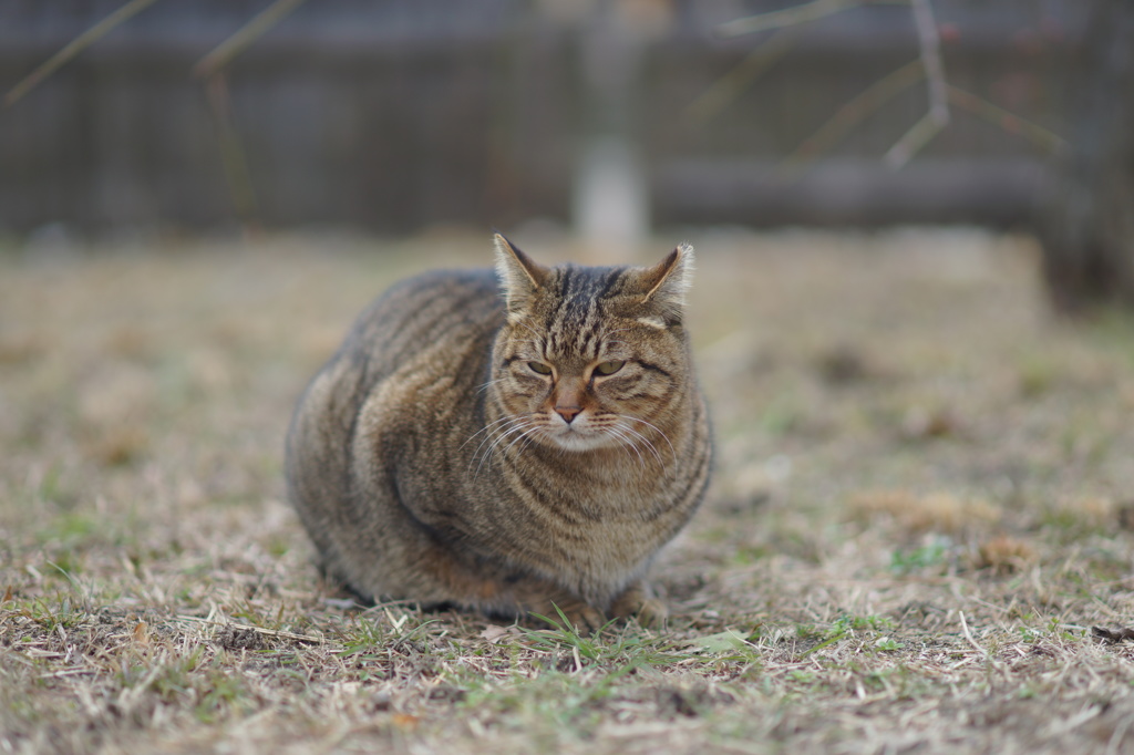 おい猫よ、お前のせいで鳥逃げる･･･(ーー;)